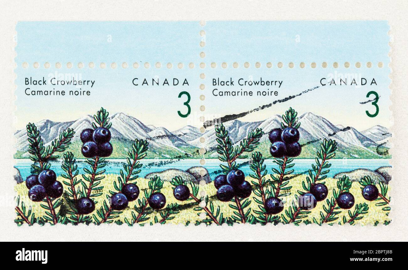 SEATTLE WASHINGTON - 18. Mai 2020: Nahaufnahme der 3 Cent-Marke für die endgültigen essbaren Beeren von Kanada, mit schwarzer Crowberry. Scott # Stockfoto
