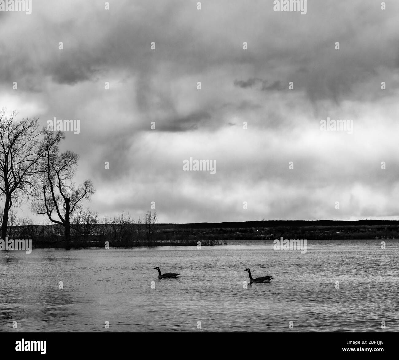 Schwimmen Gänse Stockfoto