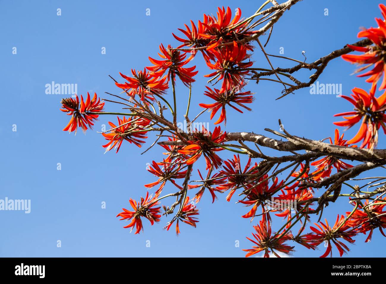 Rote Illawarra Flammenbaum gegen blauen Himmel Stockfoto