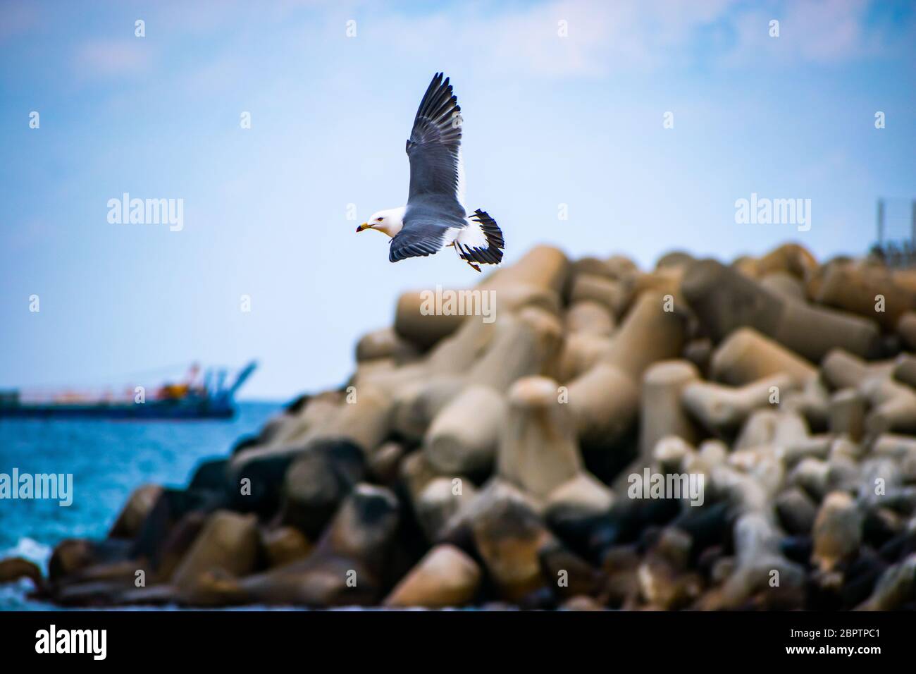 Eine Heringmöwe fliegt vor einem verschwommenen Küstenhintergrund in Gangneung, Südkorea. Stockfoto
