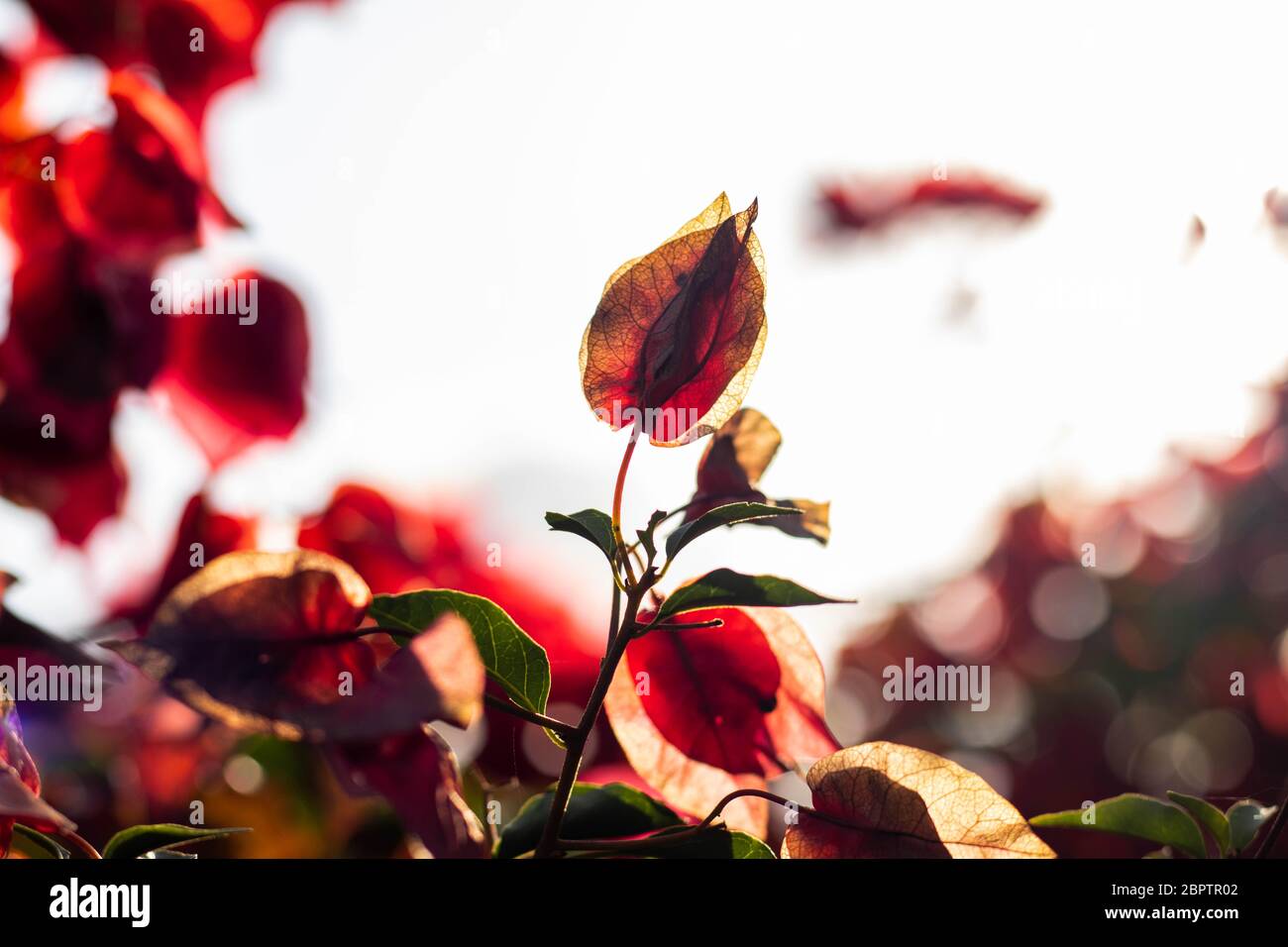 Rote Blumen bei Sonnenuntergang mit verschwommenem Hintergrund Stockfoto