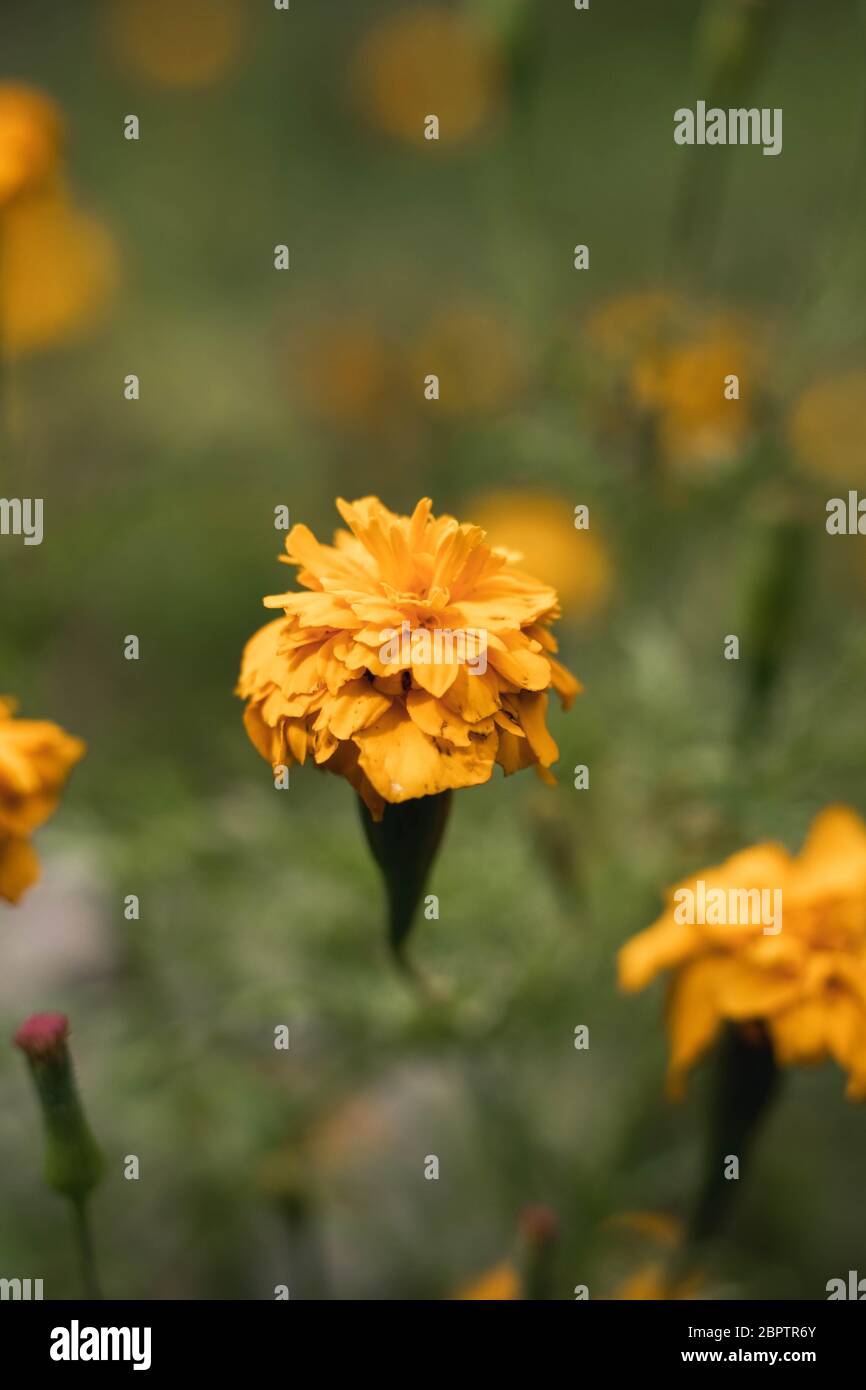 Gelbe Blume mit grün verschwommenem Hintergrund (Makro) Stockfoto