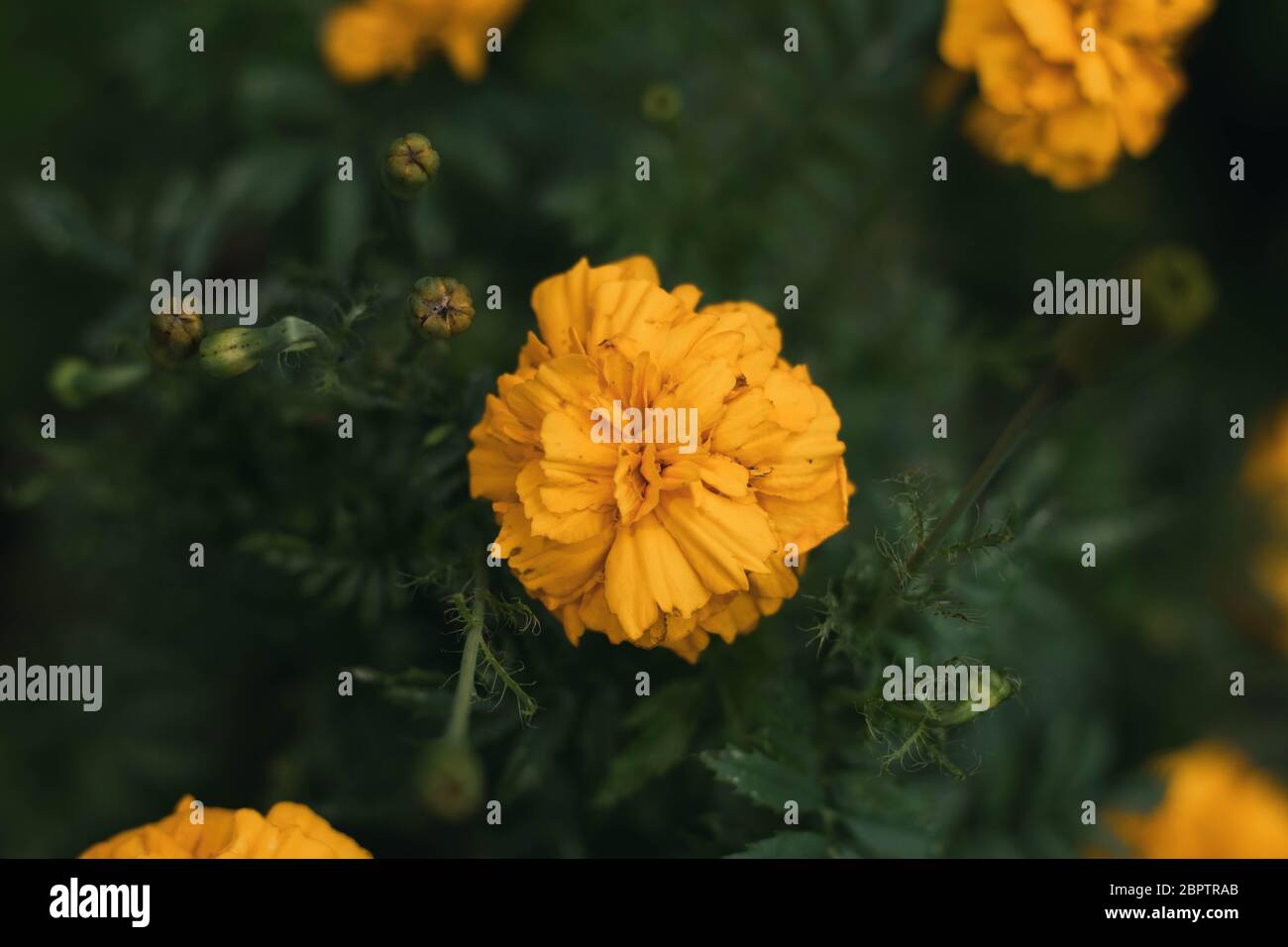 Gelbe Blume mit grün verschwommenem Hintergrund (Makro) Stockfoto