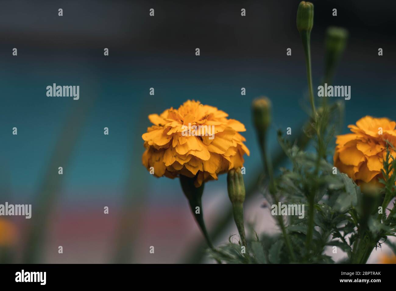 Gelbe Blume mit grün verschwommenem Hintergrund (Makro) Stockfoto