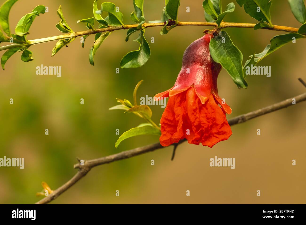Rote Granatapfel Blüten und seine grünen Blätter auf Granatapfel Rahmen Garten. Granatapfelbäume sind selbstfruchtend, d.h. die Blüten auf dem Pomegran Stockfoto