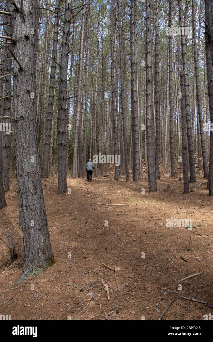 Mann, der allein auf einem Pfad durch den Wald in Huntsville Ontario geht Stockfoto