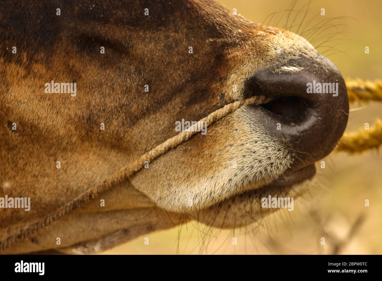 Nahaufnahme der Kuhnase mit Seil auf Kuhgesicht isoliert auf Naturhintergrund. Indische Kuh Nase mit Seil. Stockfoto