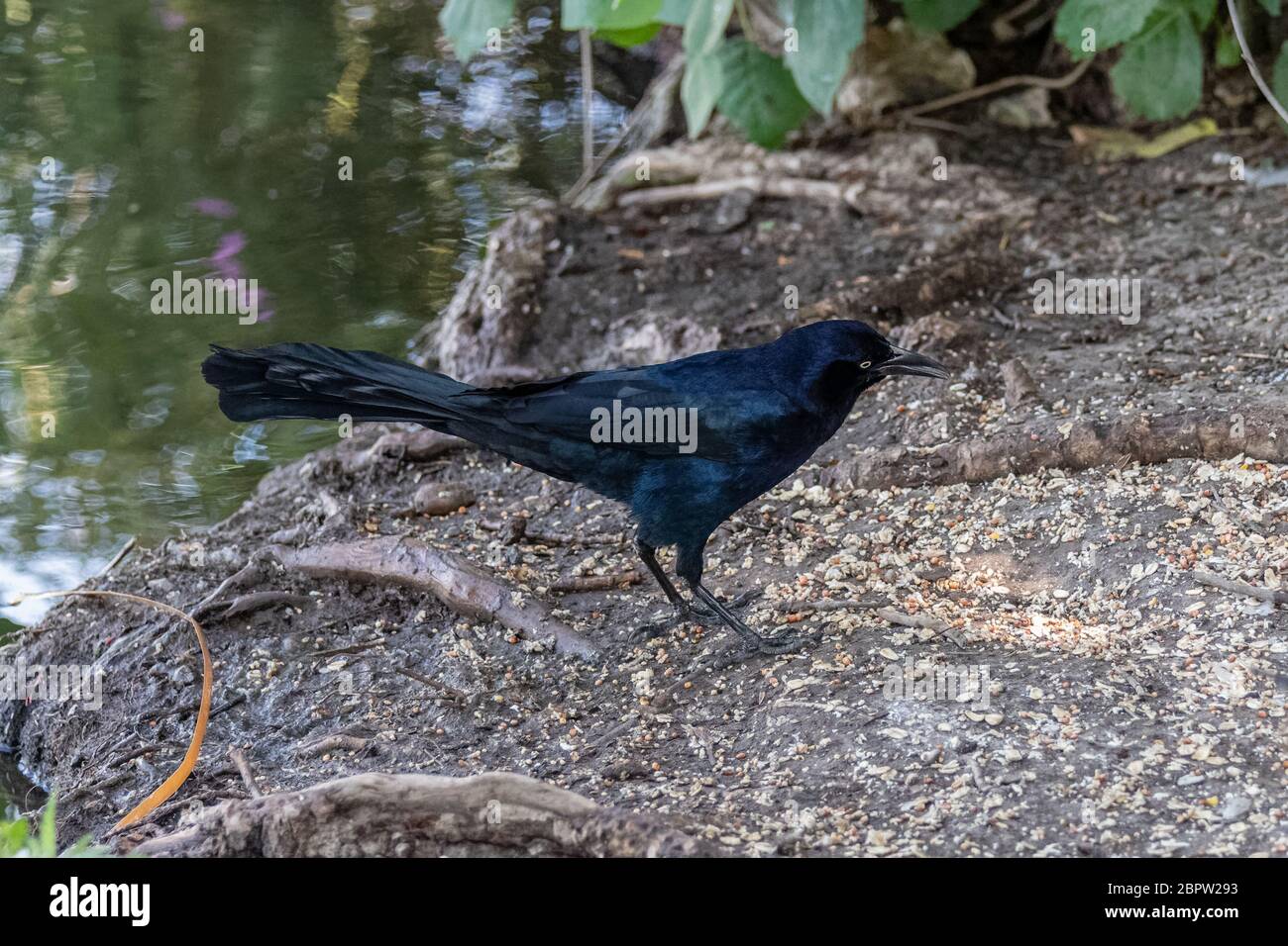 Great-tailed Grackle, (Quiscalis mexicanus) in Sepulveda Wildlife Sanctuary CA USA Stockfoto
