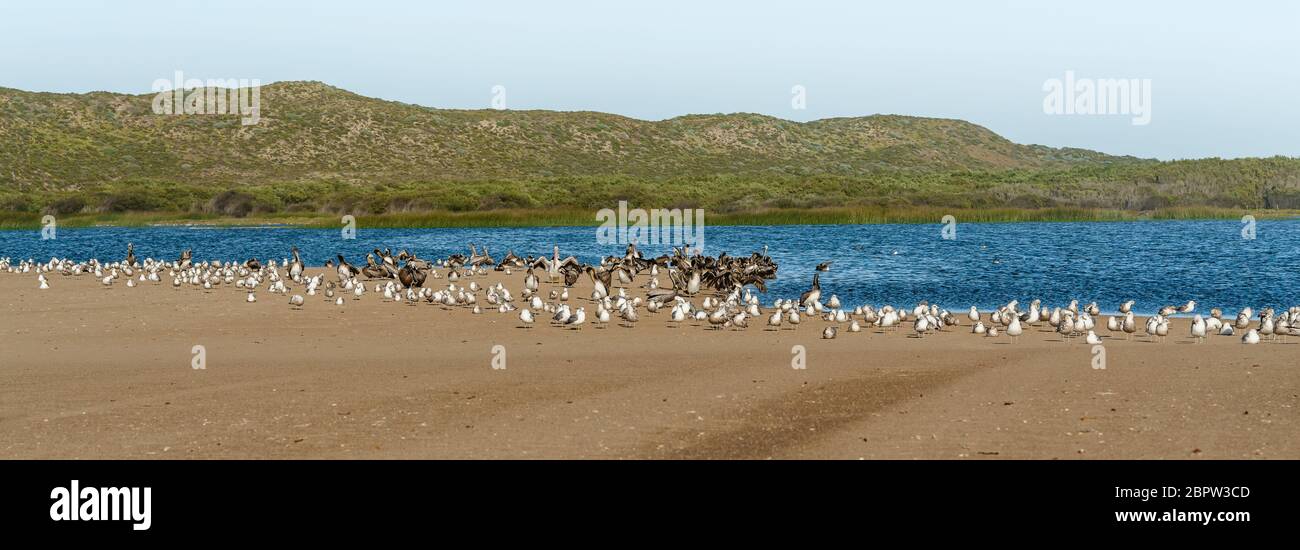 Kolonie von braunen Pelikanen und Möwen am Strand. Grüne Hügel, blaues Wasser und klarer blauer Himmel im Hintergrund Stockfoto