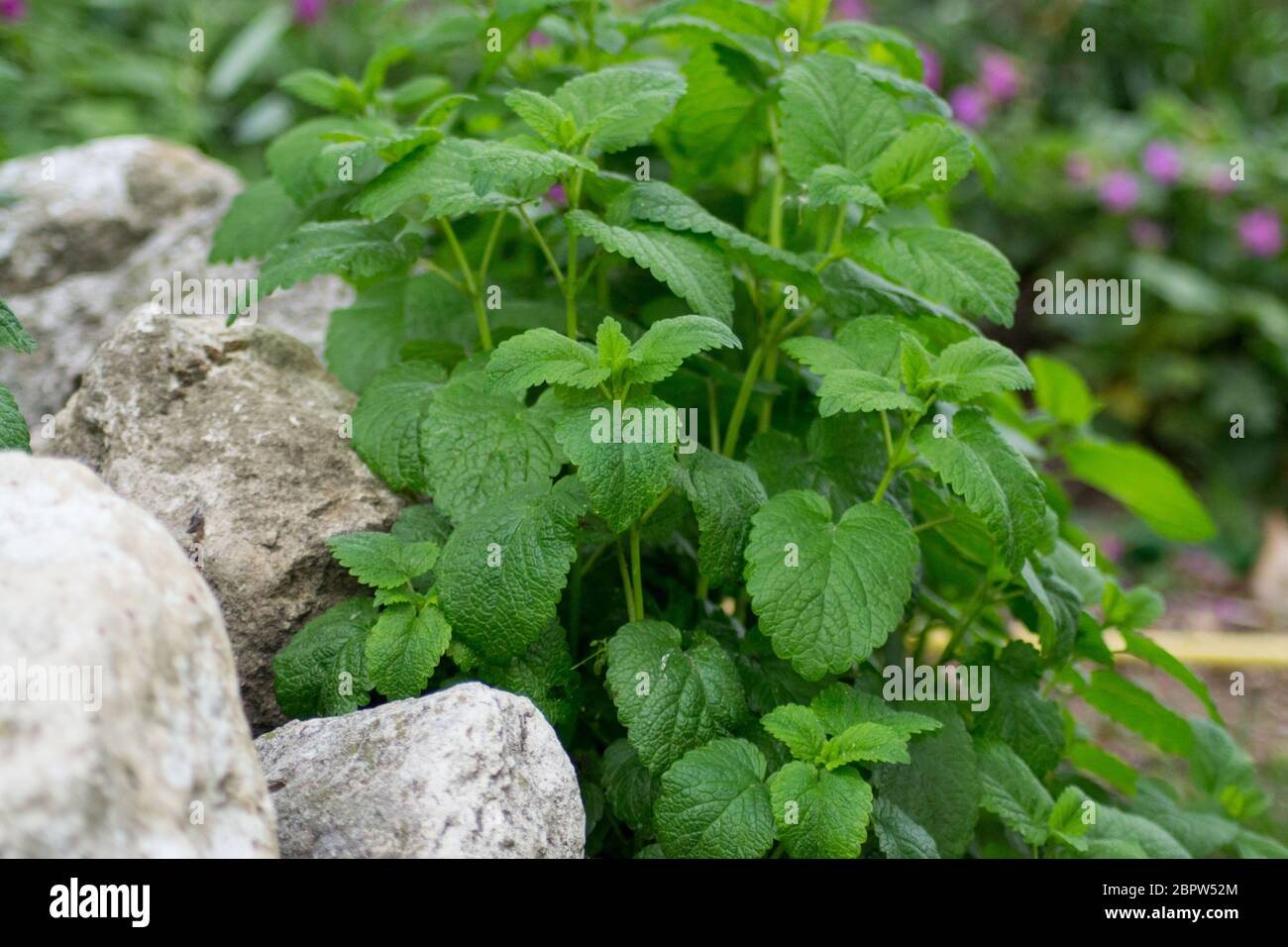 Melissa officinalis oder Zitronenmelisse grüne Blätter im Garten