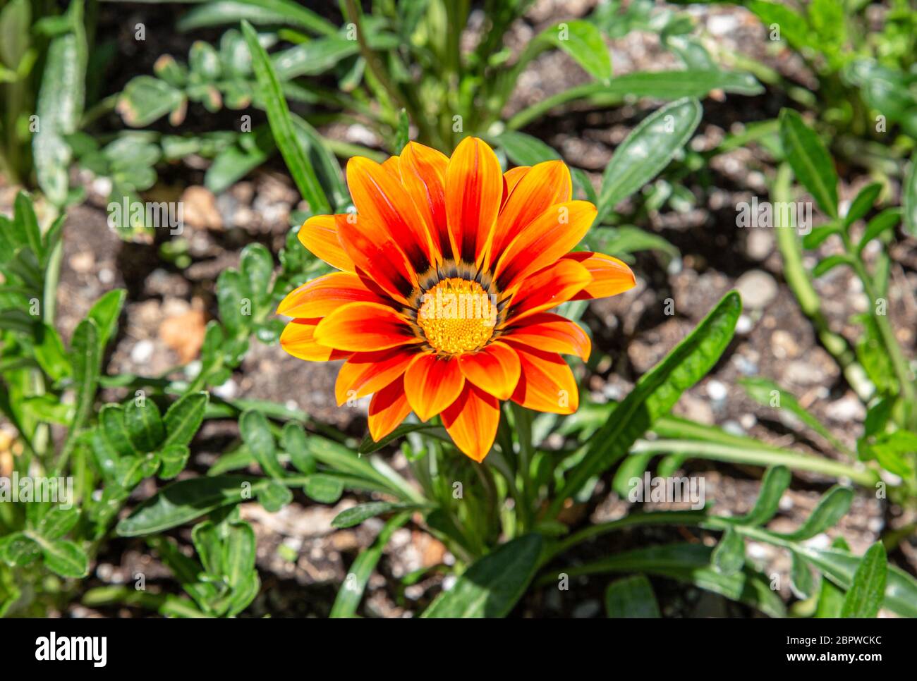 Orange und gelb Gazania Rigens, auch bekannt als African Daisy und Treasure Flower Stockfoto