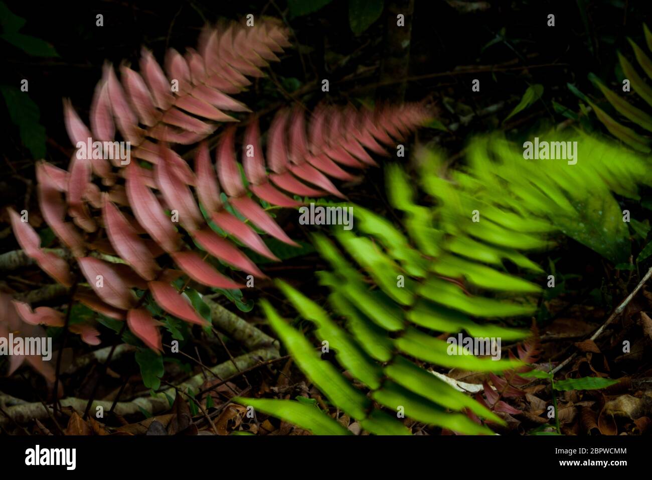 Farne, die sich im Wind im Regenwald des Nationalparks Altos de Campana, Republik Panama bewegen. Stockfoto