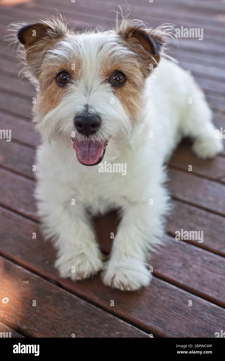 Kurzhaarige Jack Russell Terrier Stockfoto