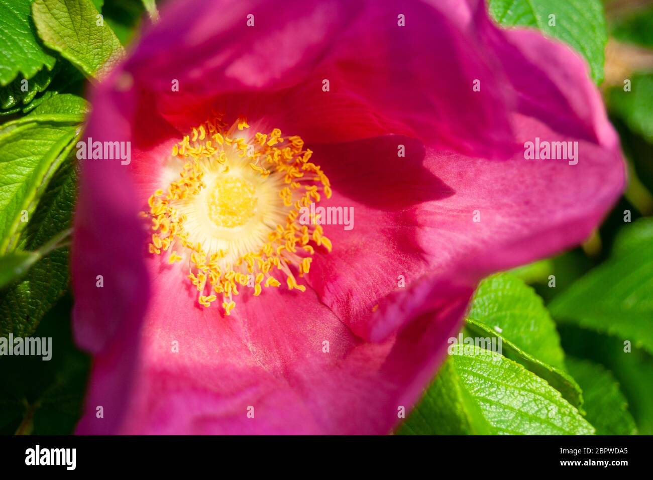 Rosa Blüte mit gelben Staubgefäßen Stockfoto