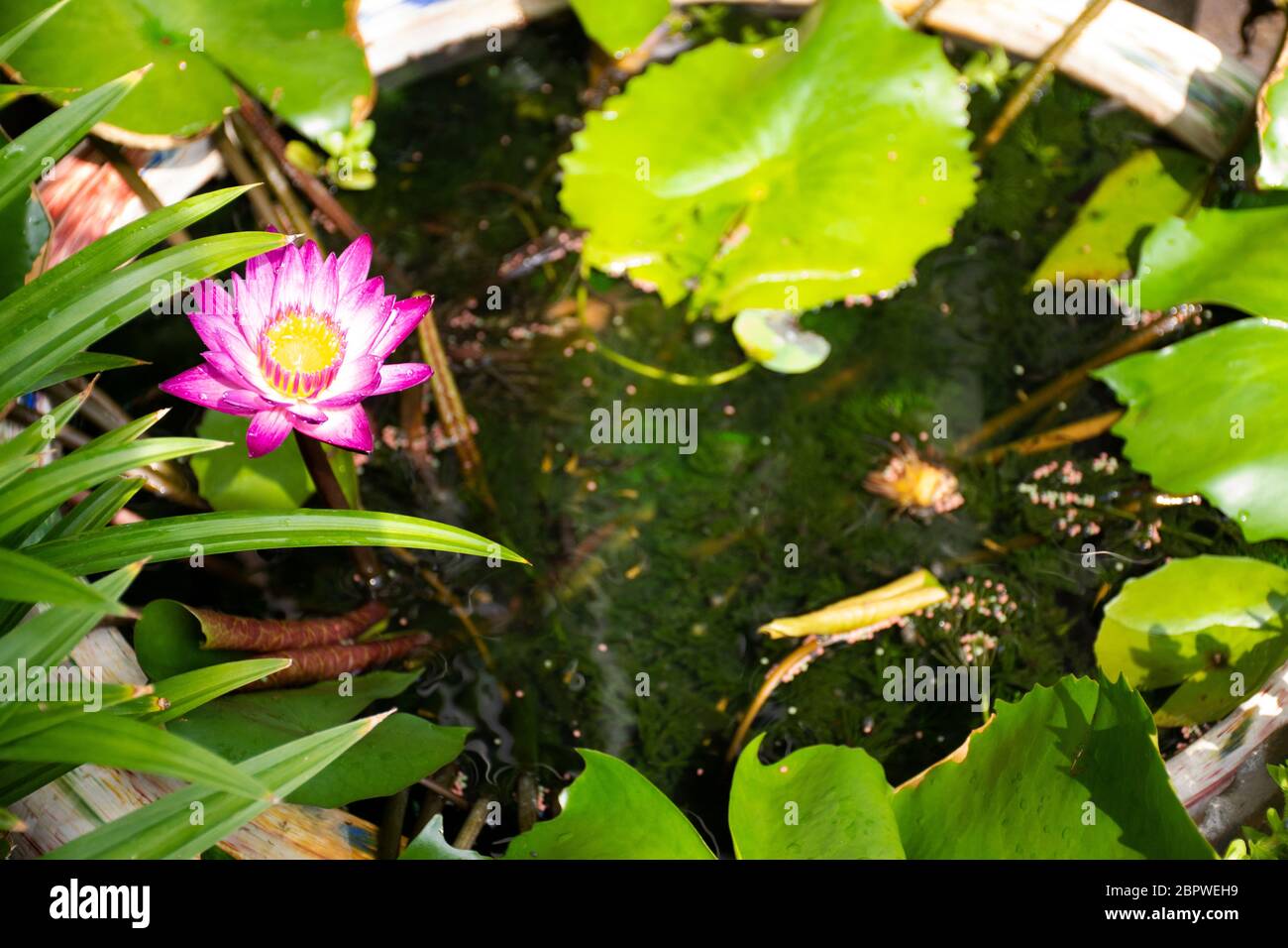 Guppy Fische oder Millionfische und Regenbogenfische schwimmen im Wasser und essen Nahrung und Lotuspflanze in Fisch Tontopf in kleinen Garten in Nonthaburi, Thailand Stockfoto