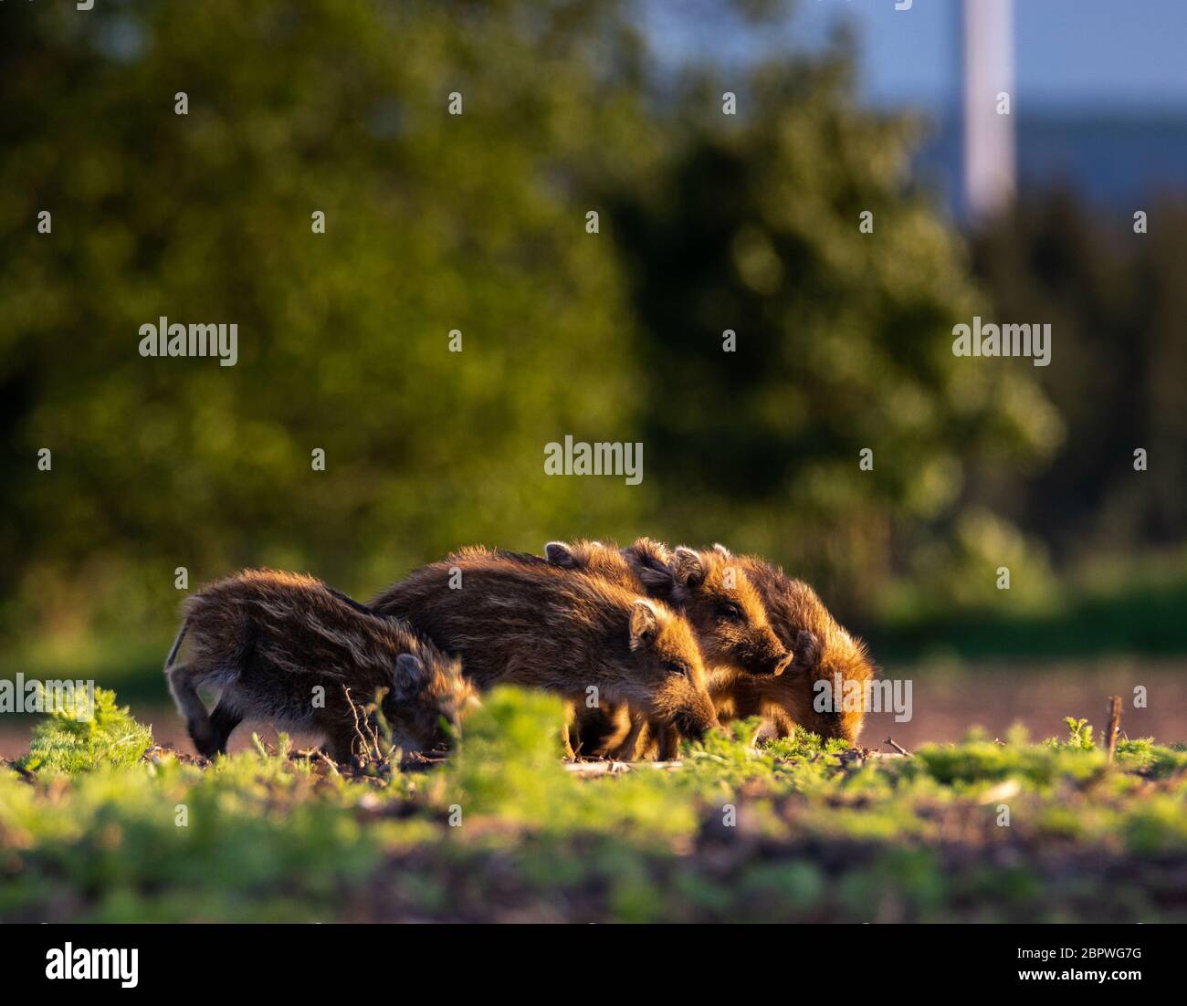 Eine Herde kleiner Wildschweine Ferkel, die sich auf einem Frühlingsfeld füttern - Nahaufnahme Stockfoto