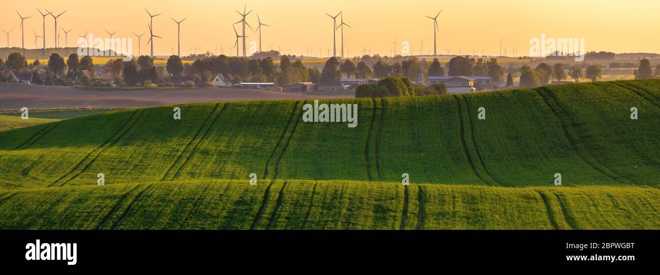 Grüne Getreidefelder in den Feldern des deutschen Landes Stockfoto