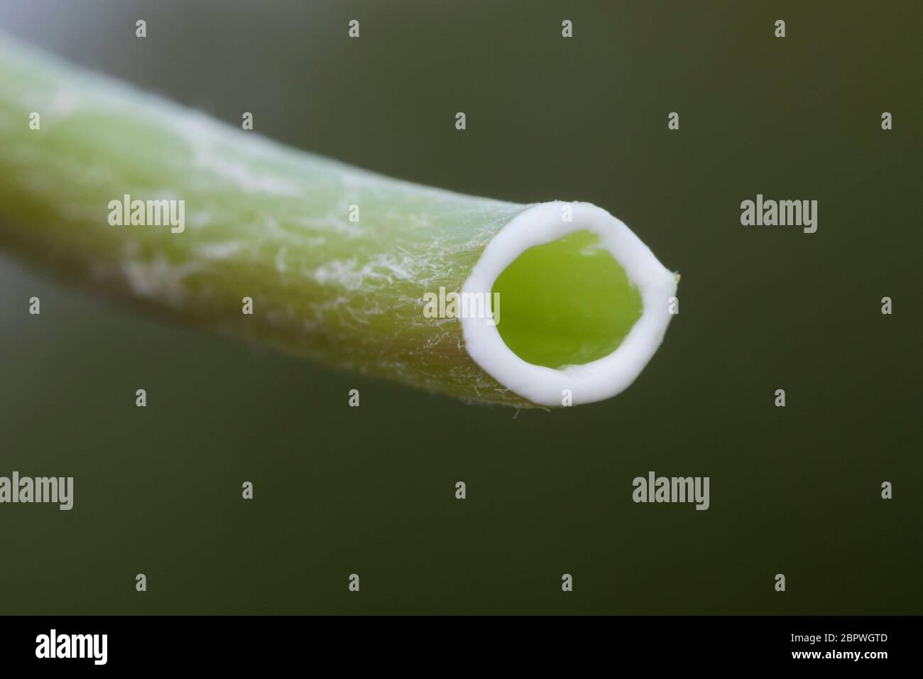 Löwenzahn, Milchsaft im Ständer, Wiesen-Löwenzahn, Wiesenlöwenzahn, Gemeiner Löwenzahn, gewöhnlicher Löwenzahn, Kuhblume, Taraxacum officinale, Taraxa Stockfoto