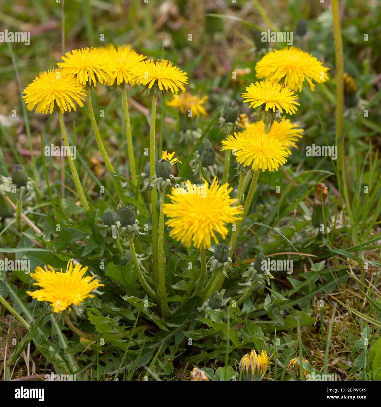 Löwenzahn, Wiesen-Löwenzahn, Wiesenlöwenzahn, Gemeiner Löwenzahn, Kuhblume, Gewöhnlicher Löwenzahn, Taraxacum Officinale, Taraxacum sect Ruderalia, D Stockfoto