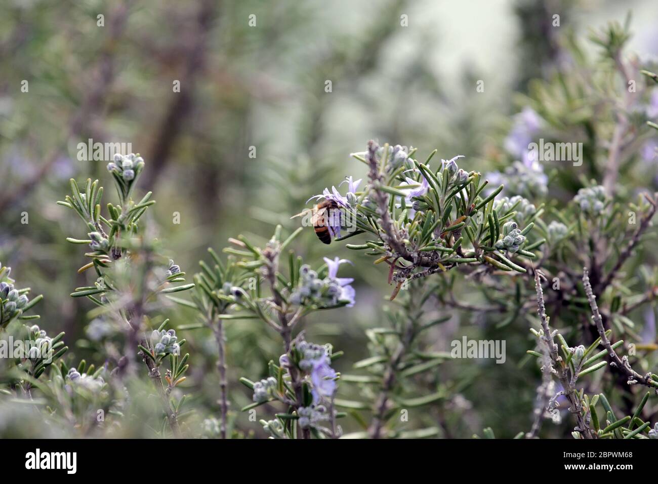 Biene sammelt Pollen auf Rosmarinblüten Stockfoto