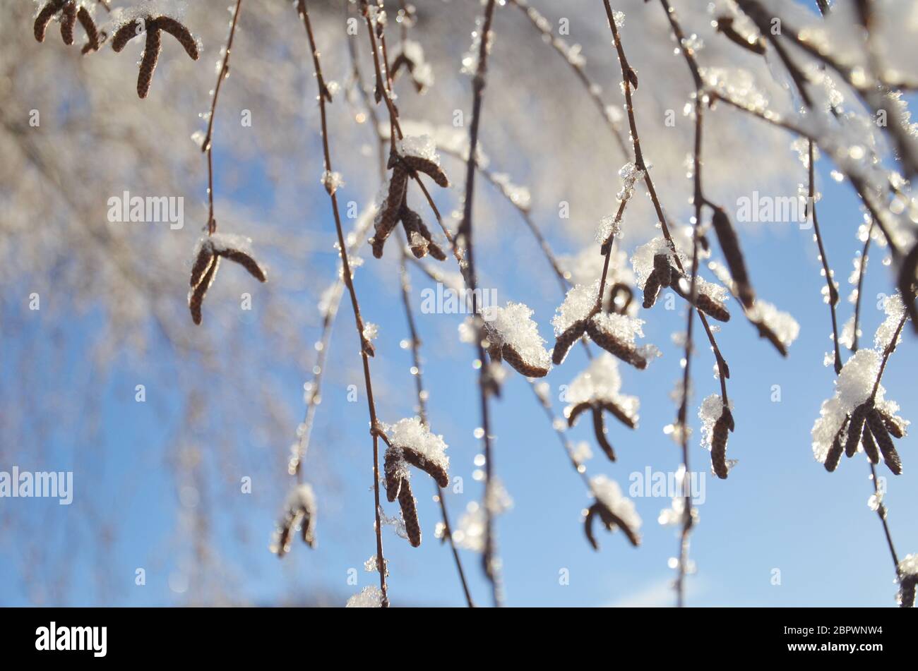 Schnee auf Ästen am Lake tekapo Park im Winter. Stockfoto