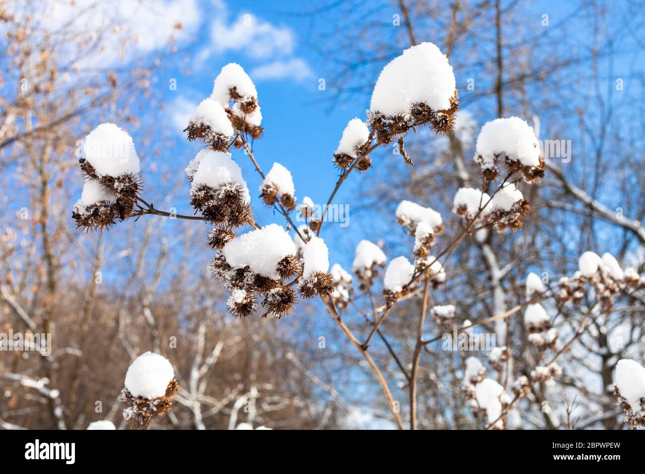 Frischer Schnee auf getrockneten Kletten Nahaufnahme im Wald an sonnigen Frühlingstag Stockfoto