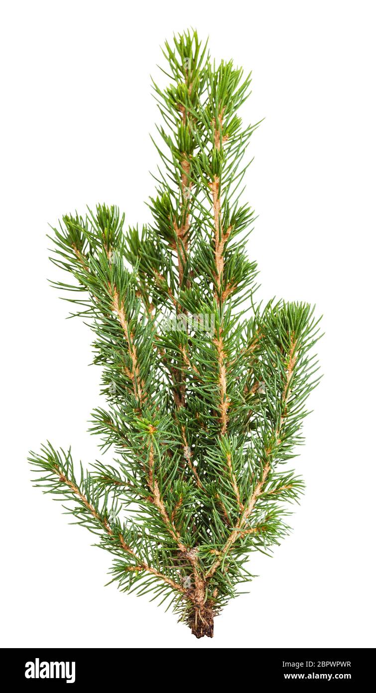 Grüner Zweig aus Naturfichte (weiße Fichte, picea glauca conica) isoliert auf weißem Hintergrund Stockfoto