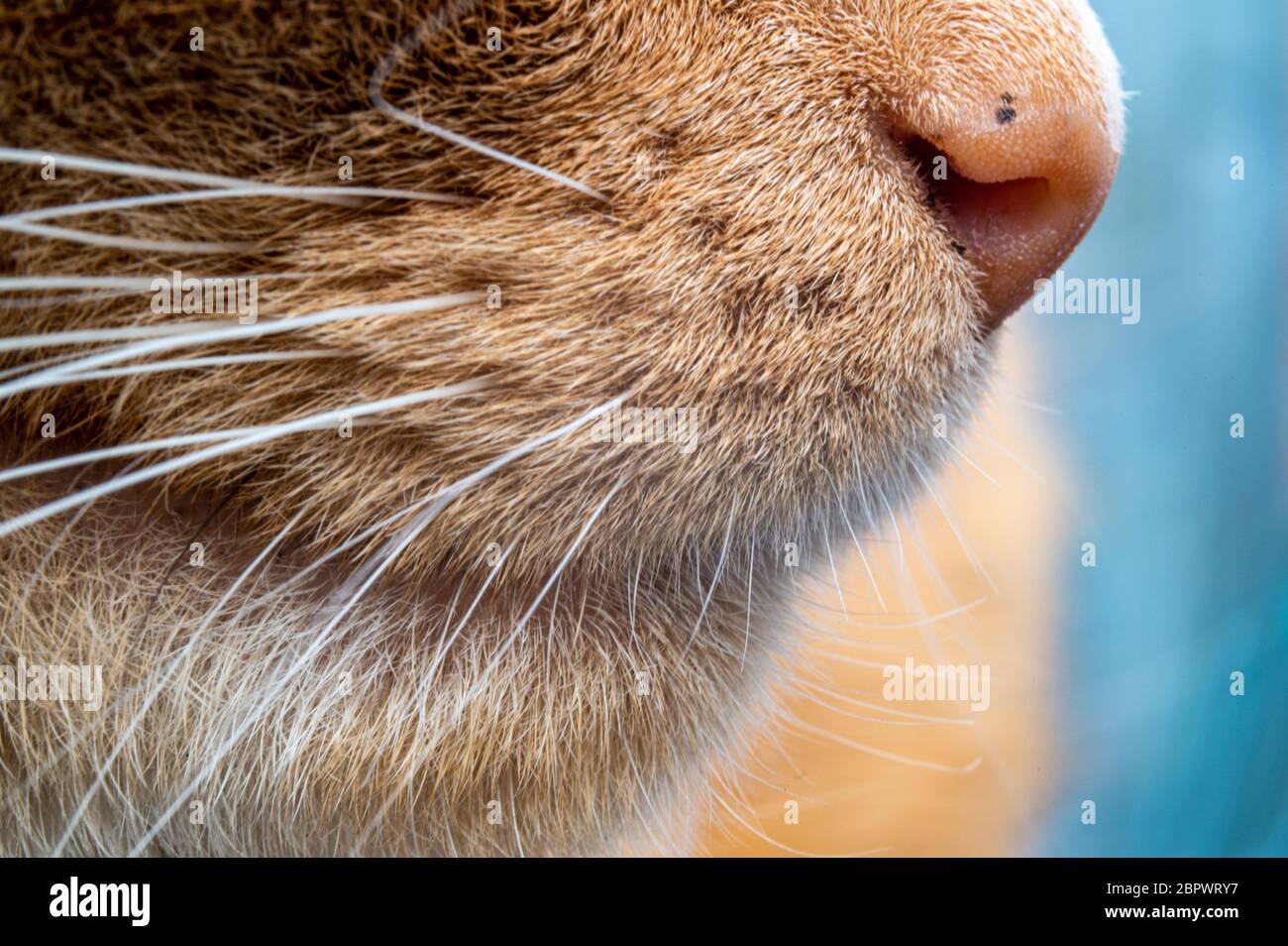 Ingwer Katze Seitenprofil von Nase und Kiefer Stockfoto