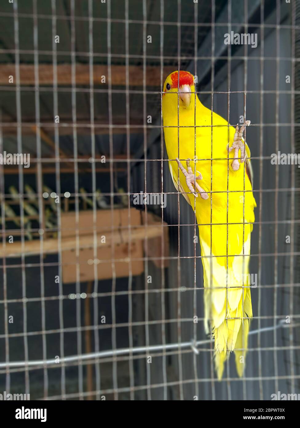 Gelbe Wellensittich Papagei Haustier Vogel oder Budgerigar Sittich gemeinsam in den Käfig in der Vogelfarm Stockfoto