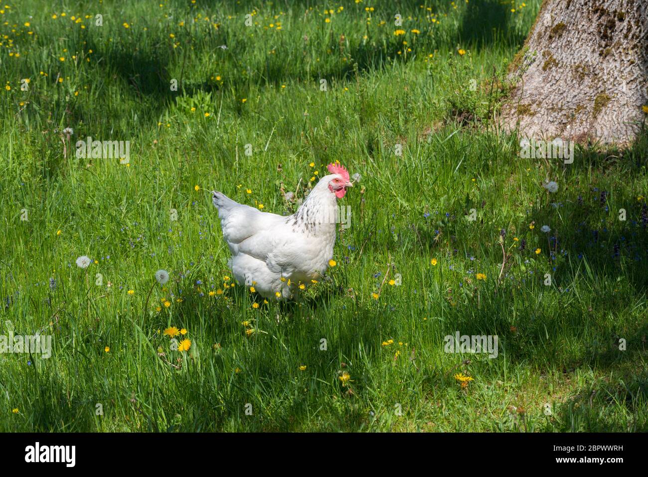 Weißes Freihähnchen auf einer Wiese. Neugierig in die Kamera schauen. Symbol für glückliche Tiere, ökologische Landwirtschaft & Landwirtschaft. Stockfoto