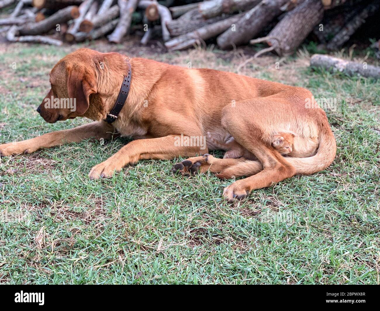 1 April Fool's Day. Lustig Hund mit Witz Aufkleber auf dem Rücken  Stockfotografie - Alamy