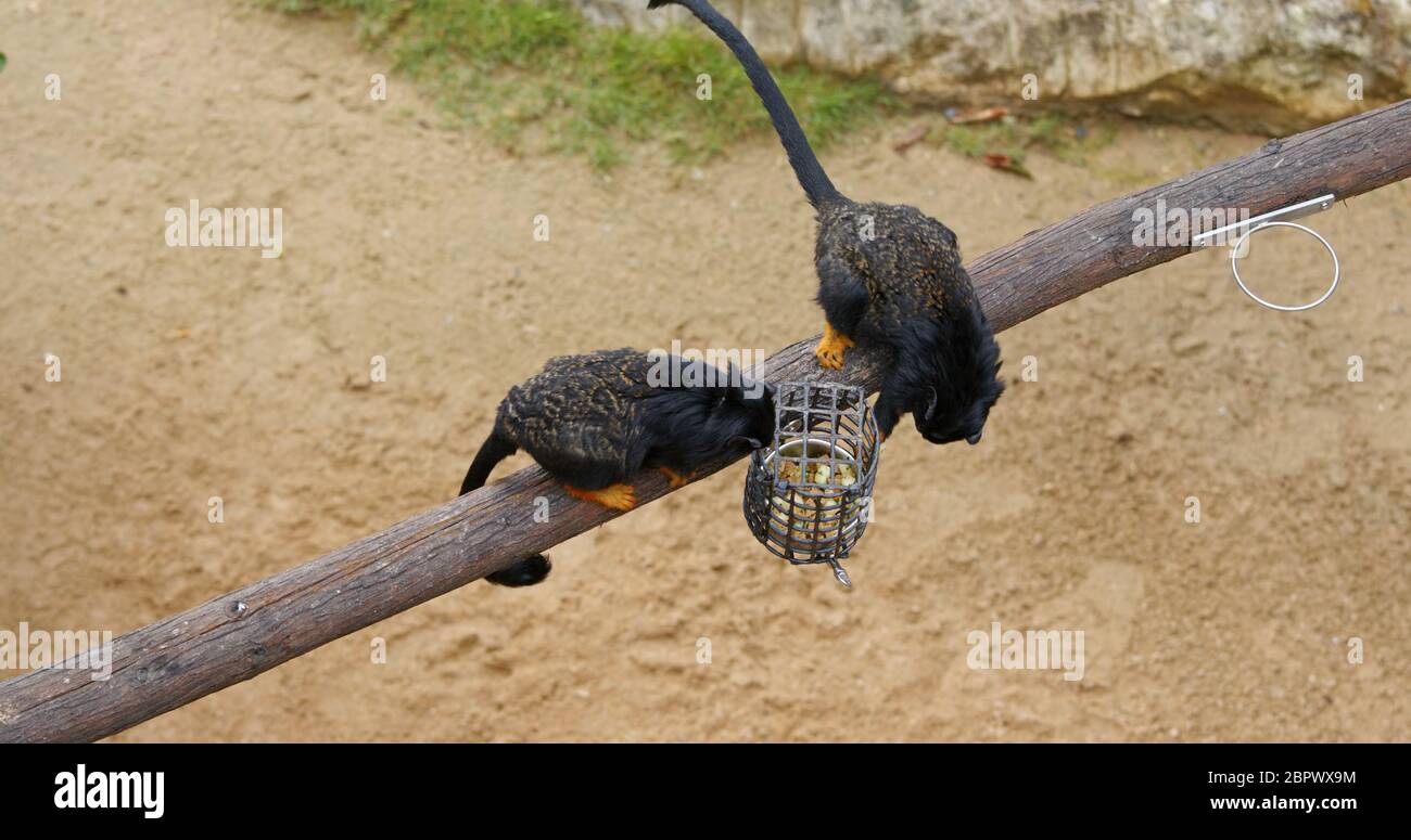 Tamarin mit roten Händen Stockfoto