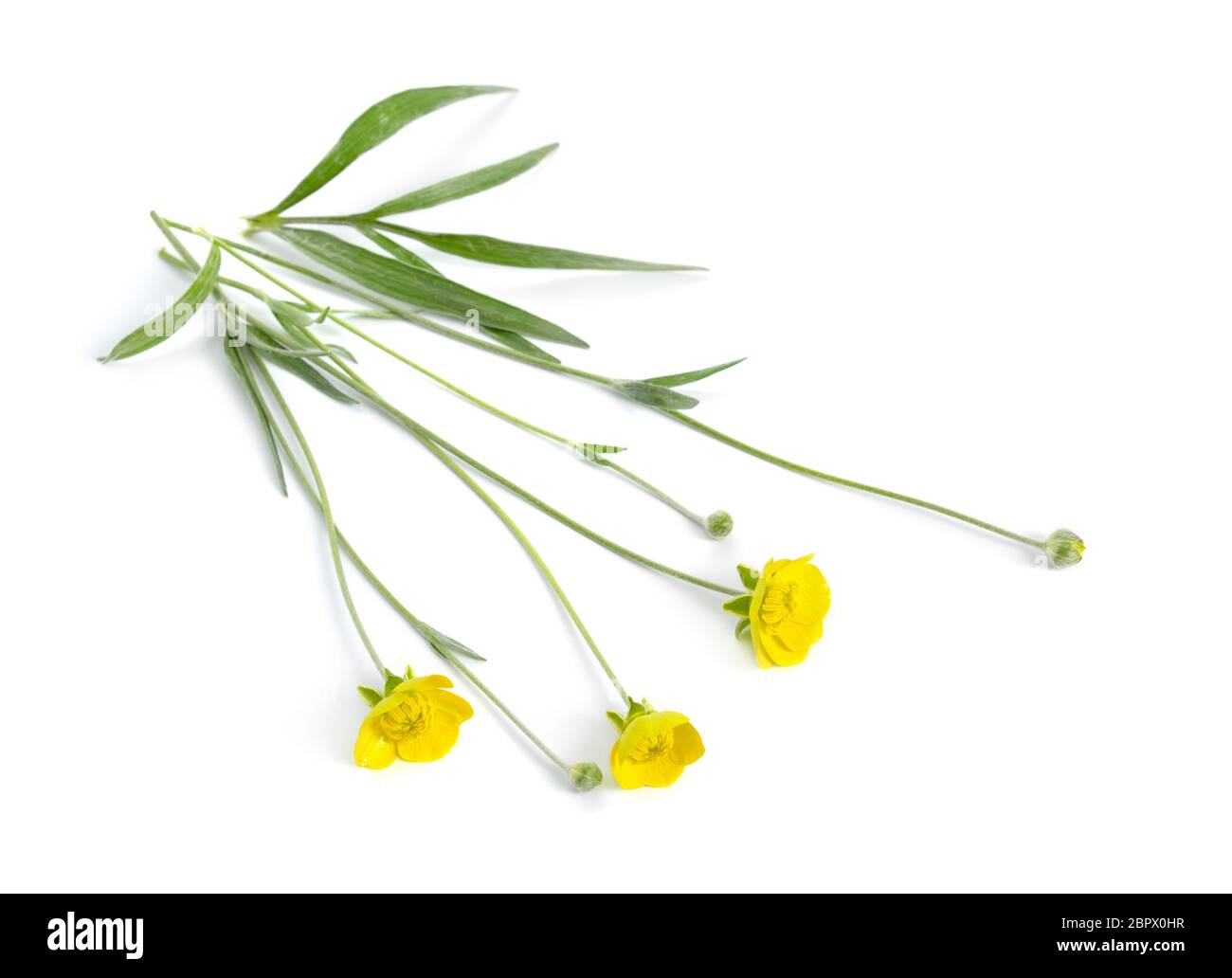 Ranunculus illyricus Blume isoliert auf weißem Hintergrund Stockfoto
