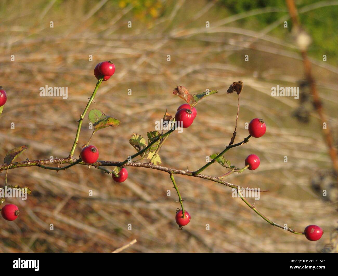 Ein paar Früchte der Hagebutte auf dem trockenen Ast Stockfoto