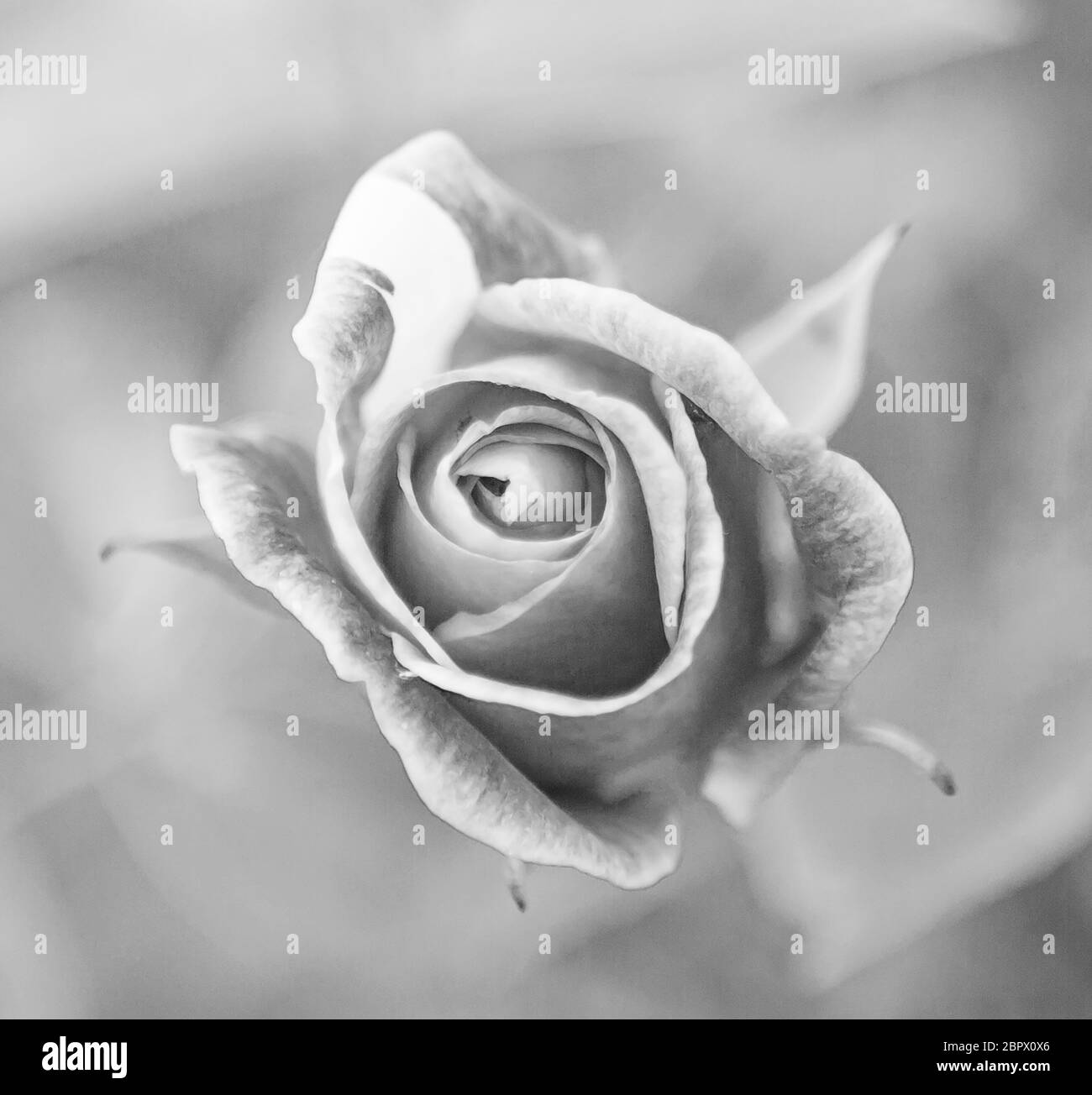 Nahaufnahme Rose in schwarz und weiß Stockfoto