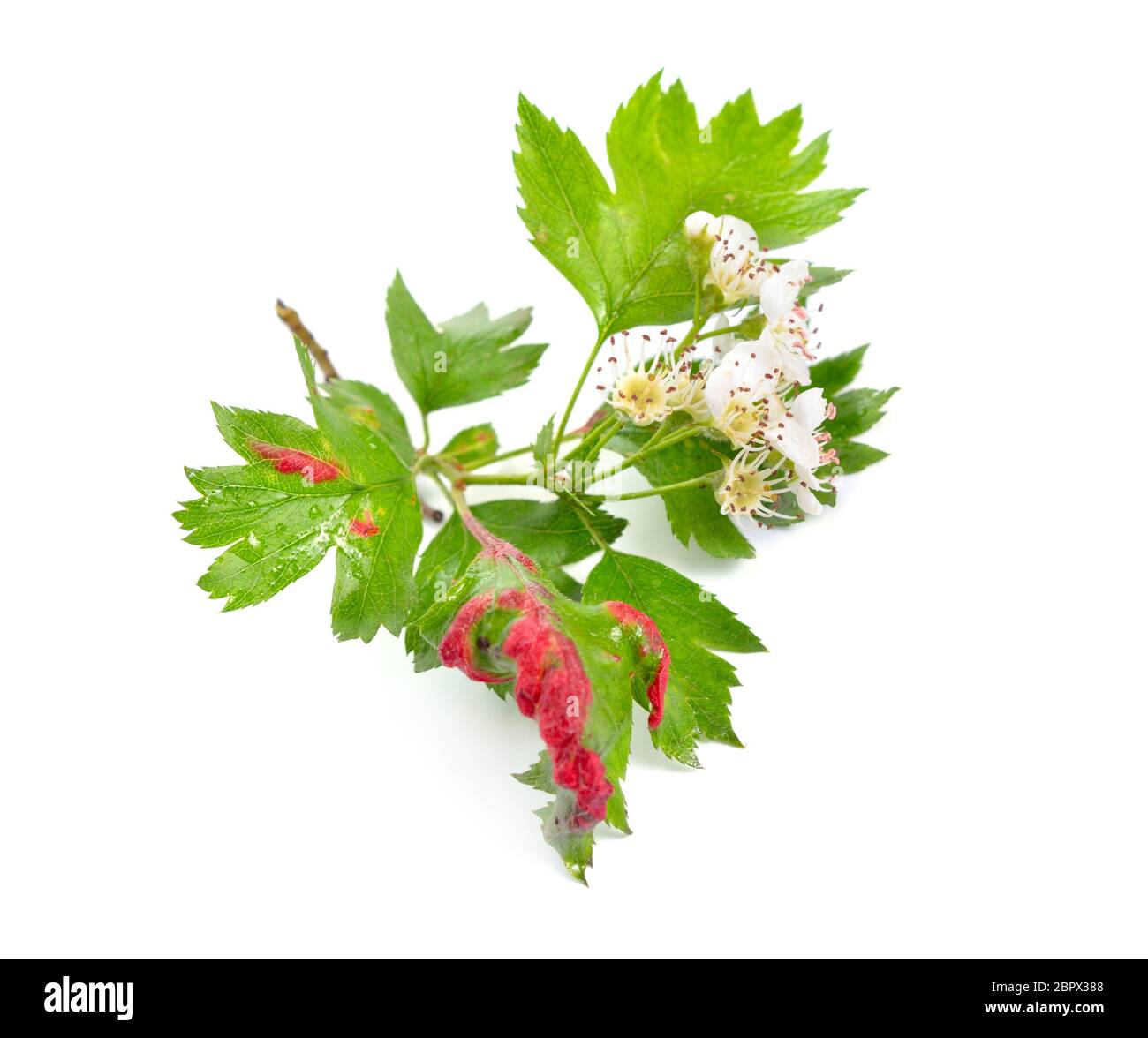 Gall mit Blattläusen auf einem Weißdornblatt isoliert auf weißem Hintergrund. Stockfoto