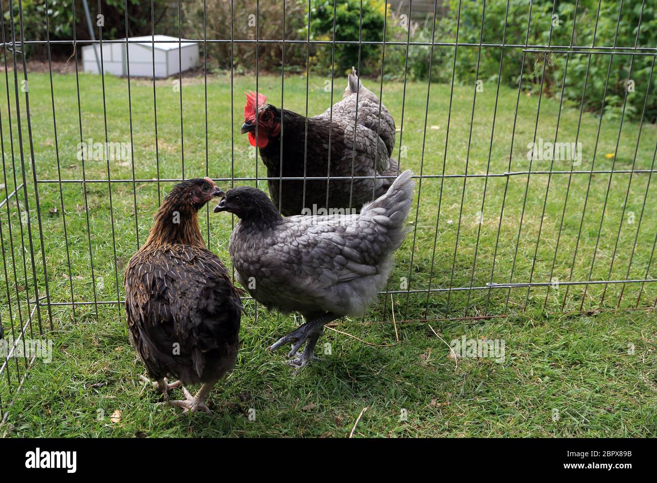 10 Wochen alte Hühner werden in einem Garten in Kent, England, Großbritannien, mit einer älteren Henne eingeführt Stockfoto