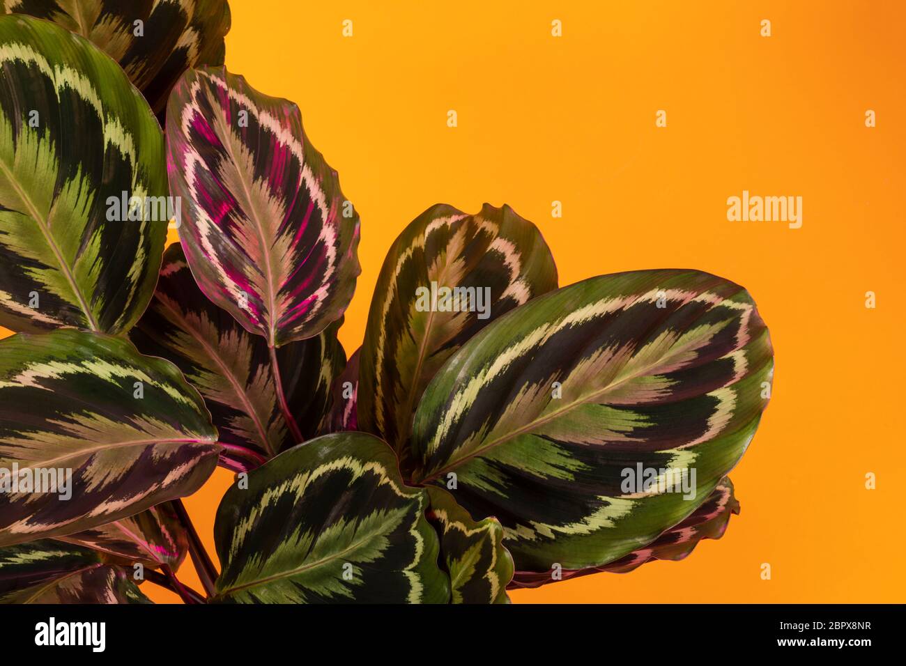 Calathea Medallion, eine bunte große Hauspflanze mit bunten Blättern. Eine beliebte tropische Gebetspflanze auf einem orangefarbenen Hintergrund, Studioaufnahme Stockfoto