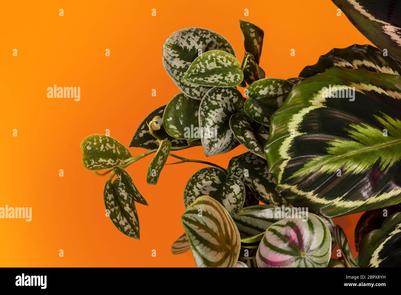 Calathea Medallion, eine bunte Großhauspflanze mit bunten, detailreichen Blättern, der Scindapsus pictus mit silbernen Blättern und der peperomia. Beliebt Stockfoto
