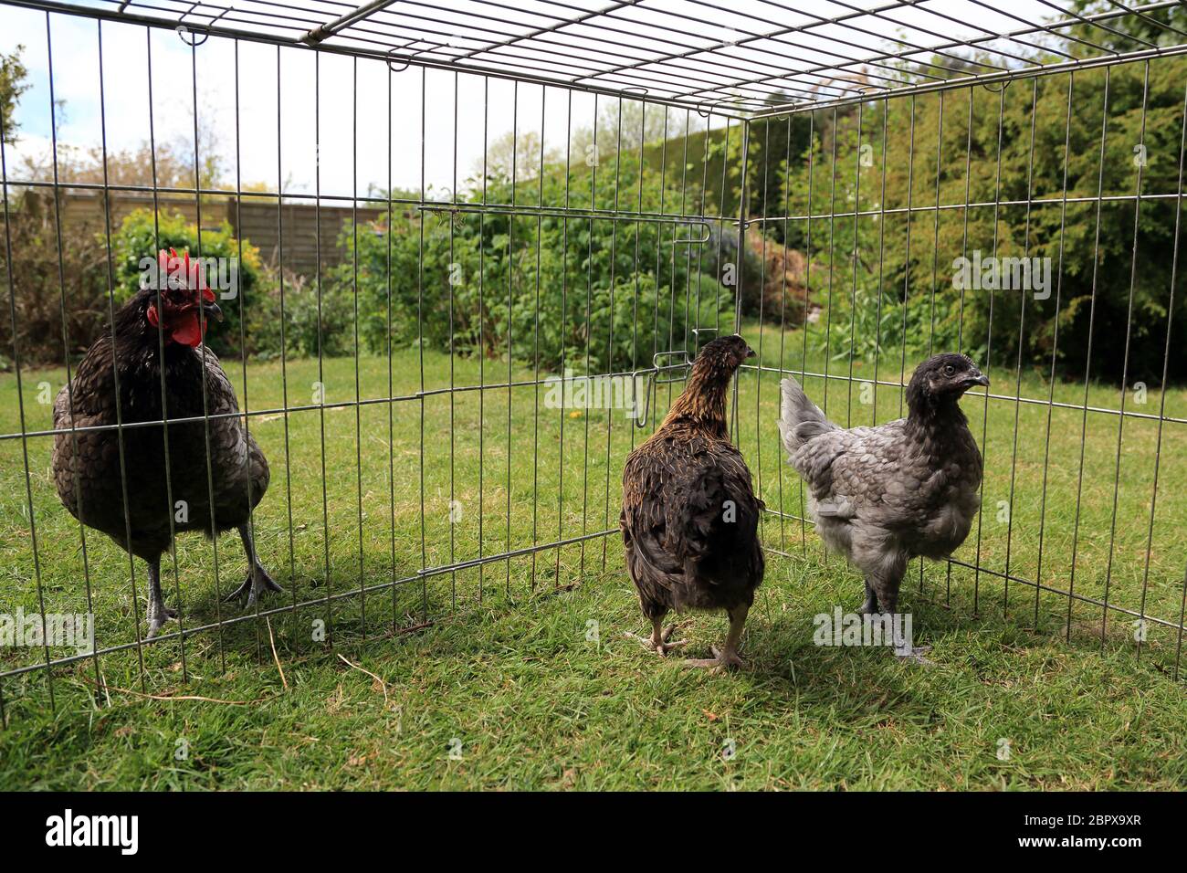 10 Wochen alte Hühner werden in einem Garten in Kent, England, Großbritannien, mit einer älteren Henne eingeführt Stockfoto