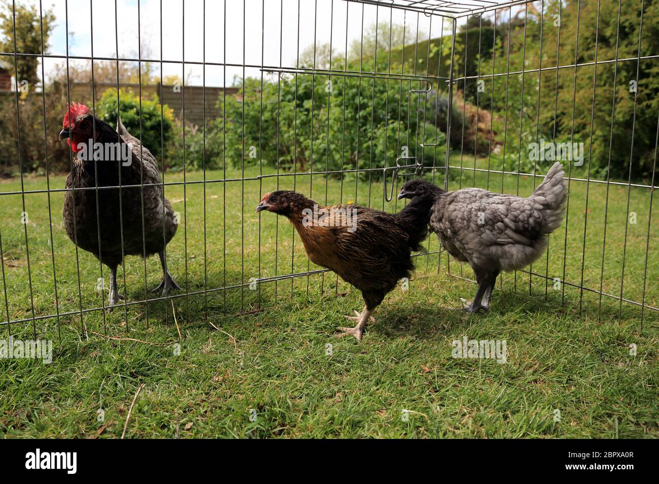 10 Wochen alte Hühner werden in einem Garten in Kent, England, Großbritannien, mit einer älteren Henne eingeführt Stockfoto