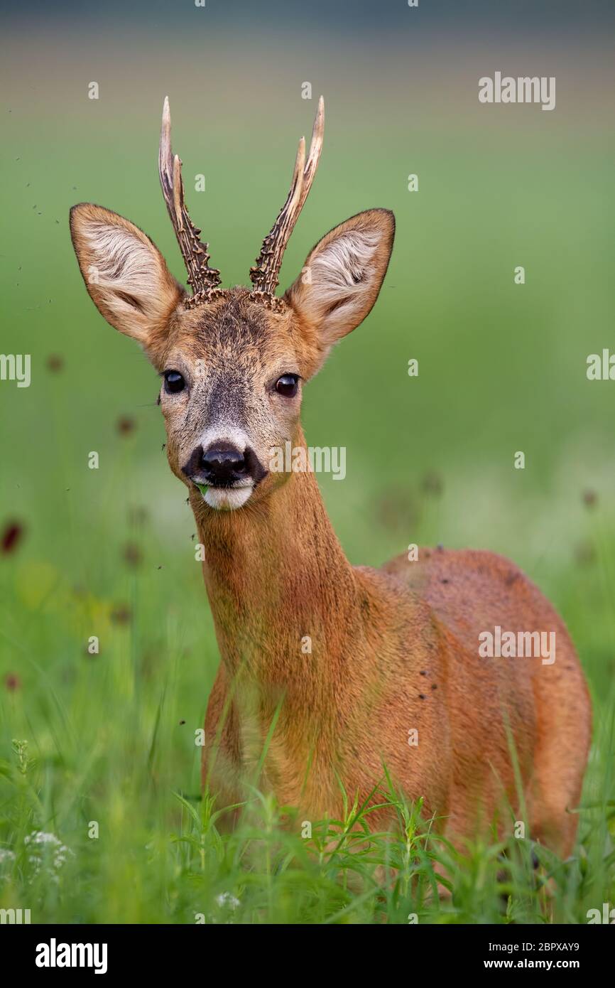 Vertikale Details überrascht niedliche Rehe, Hyla arborea, Buck im Sommer stehen in hohem Gras mit grünen verschwommenen Hintergrund. Stockfoto