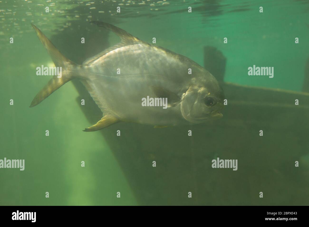 Red piranha Serrasalmus nattereri Schwimmen unter Wasser in unruhigen Gewässern Stockfoto