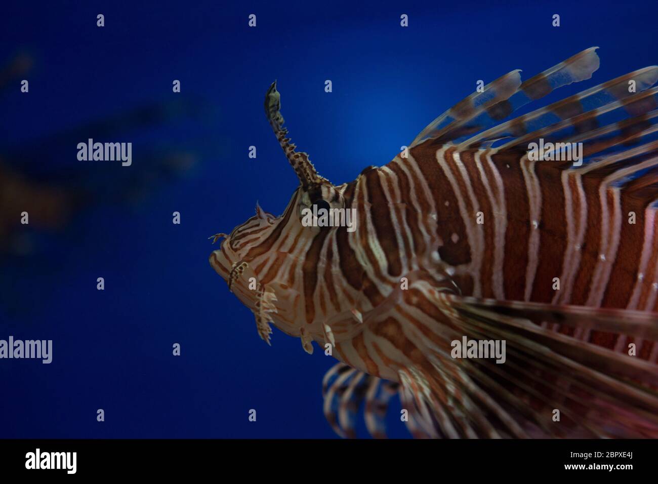 Lionfish-Zebra oder Zebrafisch, oder gestreifter Feuerfisch lat. Pterois volitans ist ein Fisch Stockfoto