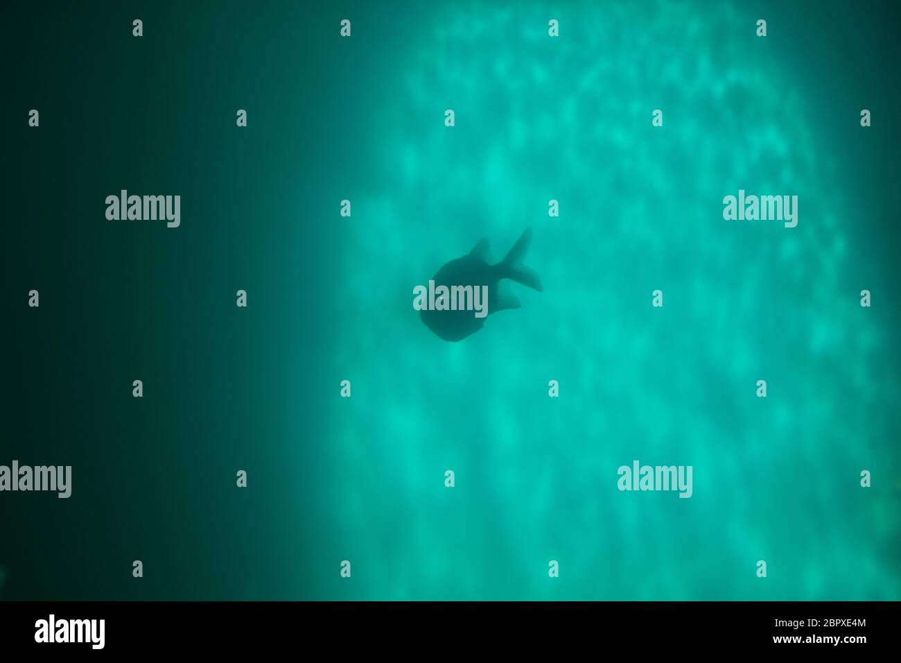 Red piranha Serrasalmus nattereri Schwimmen unter Wasser in unruhigen Gewässern Stockfoto