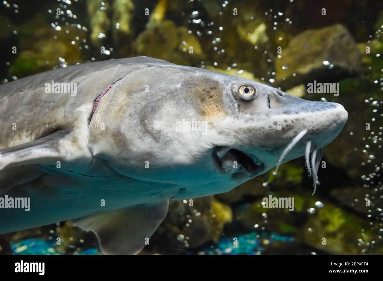 Stör Fisch schwimmt im Aquarium von ozeanarium. Stör Fisch Stockfoto