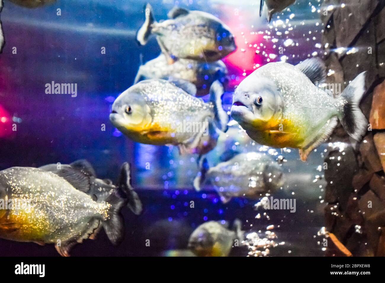 Red bellied Piranha Pygocentrus nattereri, Wildlife Tier. Stockfoto