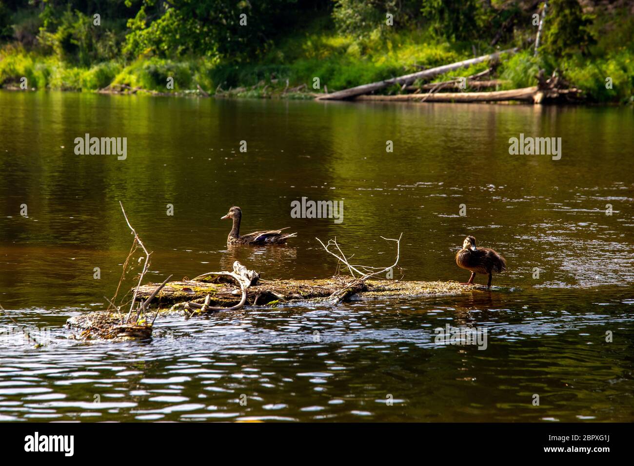 Enten schwimmen im Fluss Gauja. Enten auf das Holz in der Mitte des Flusses Gauja in Lettland anmelden. Ente ist ein wasservogelabkommens mit einem breiten stumpfen Bill, sh Stockfoto