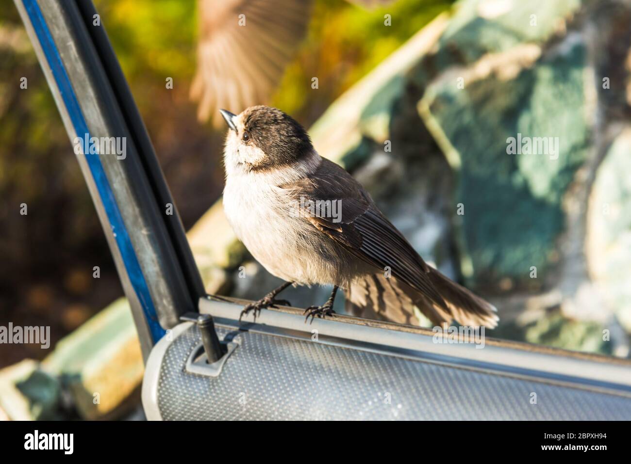 Szene eines niedlichen östlichen Phoebe ruht auf der Autotür in den sonnigen Tag.. Stockfoto