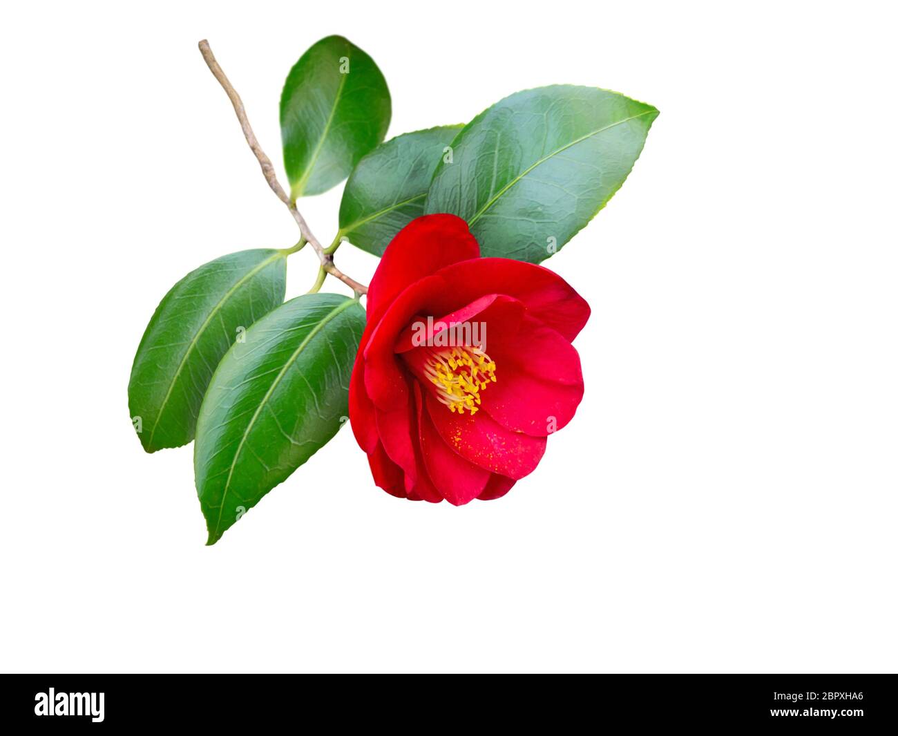Rote Kamellie japonica halbdoppelte Form Blume und Blätter isoliert auf weiß. Japanisches tsubaki. Chinesisches Symbol der Liebe. Stockfoto